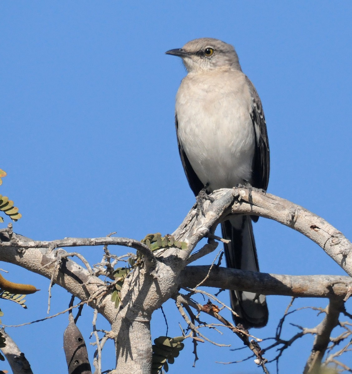 Northern Mockingbird - Steven Mlodinow