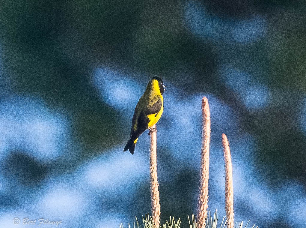 Black-headed Siskin - Bert Filemyr