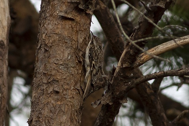 Brown Creeper - ML140959781