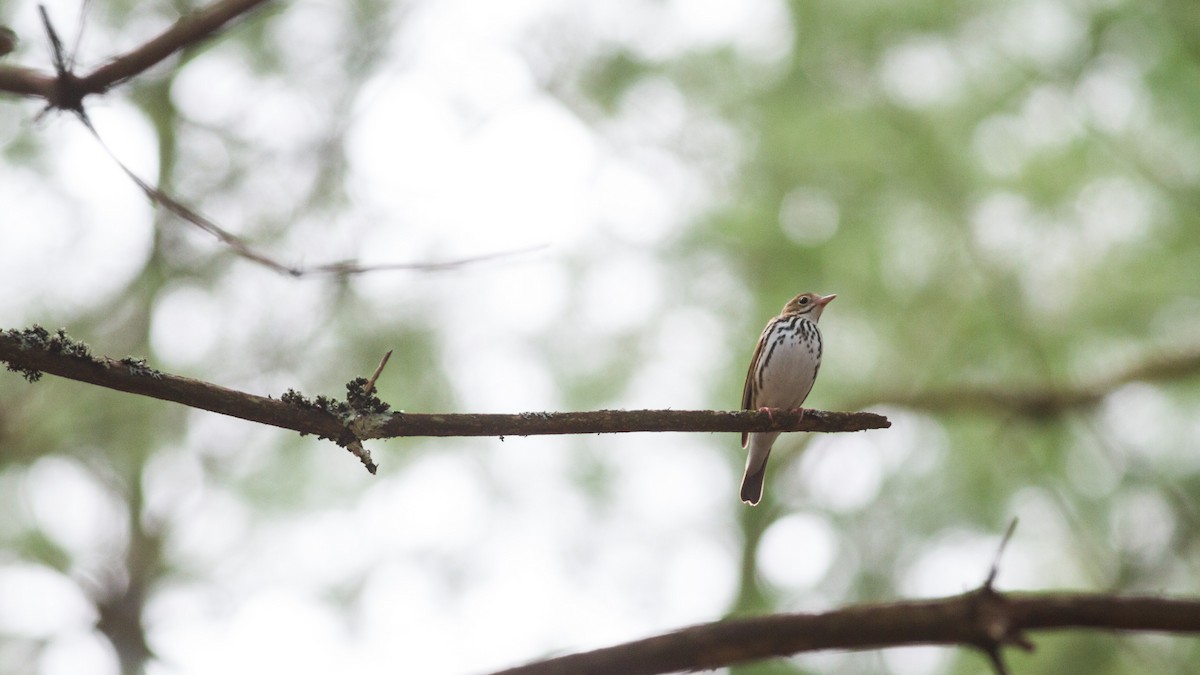 Ovenbird - ML140960701