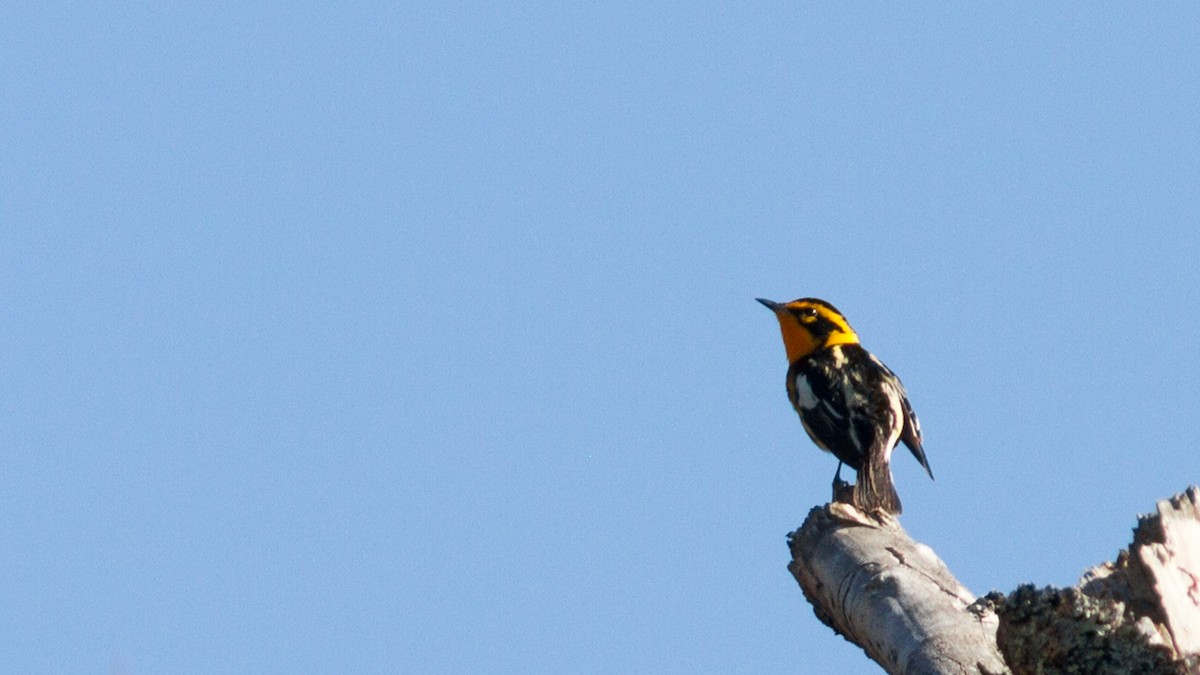 Blackburnian Warbler - ML140960921