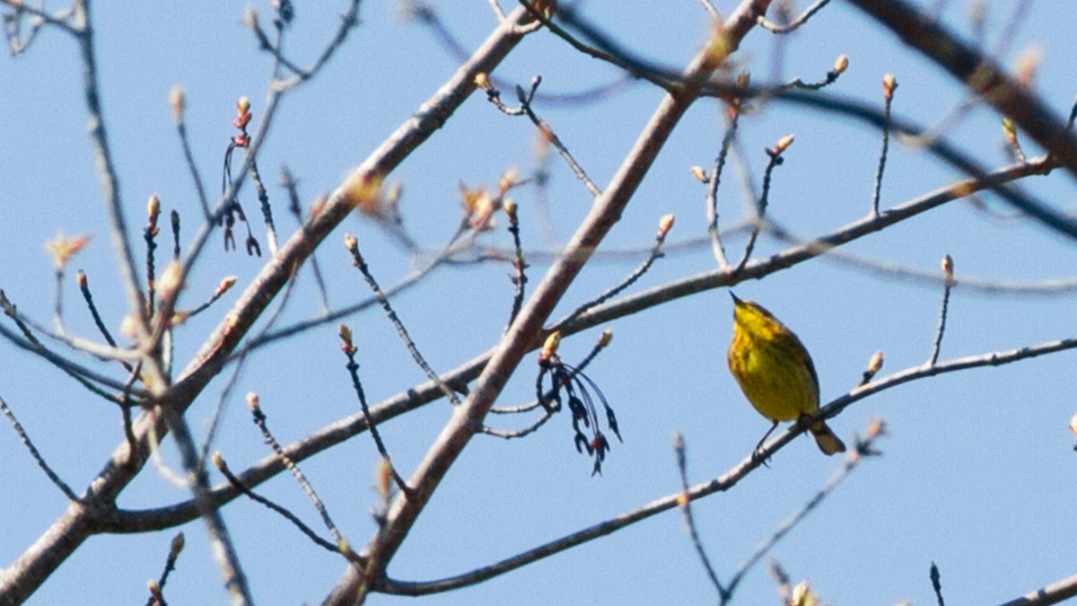 Palm Warbler (Yellow) - ML140960941