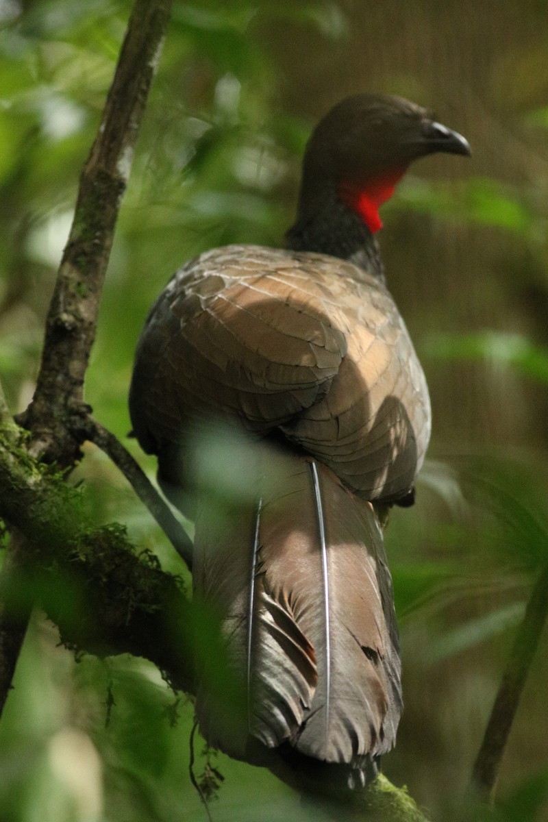 Cauca Guan - ML140961521