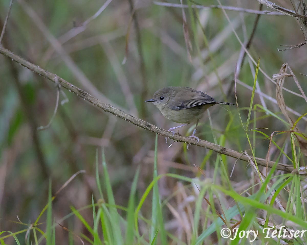 Atherton Scrubwren - Jory Teltser