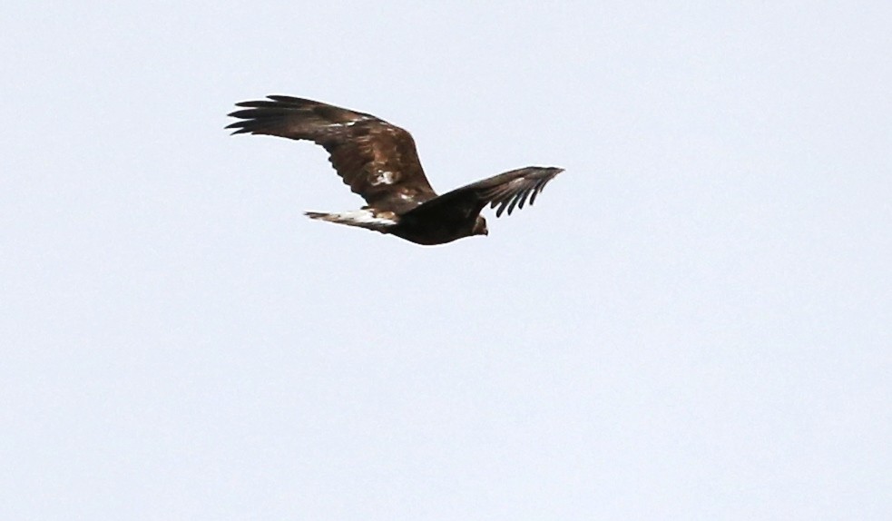 Golden Eagle - ML140963671