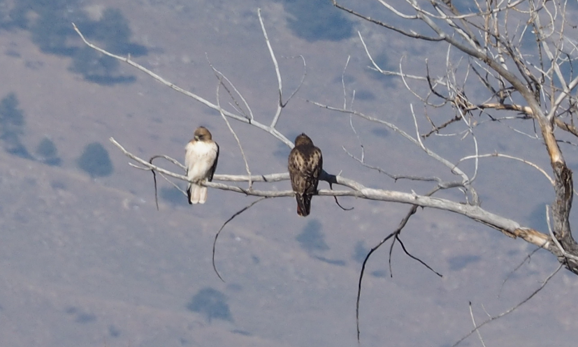 Rotschwanzbussard - ML140964321