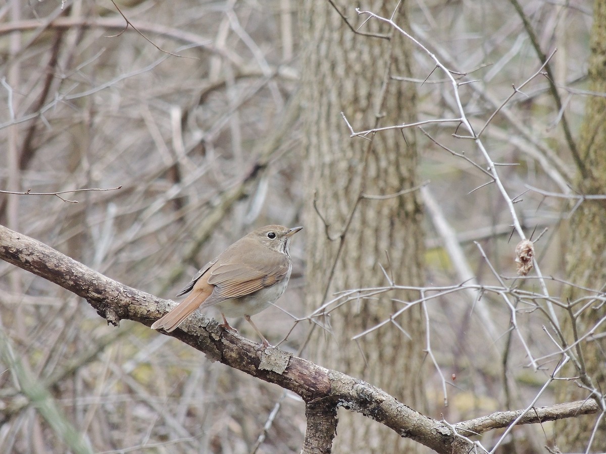 Hermit Thrush - ML140964731