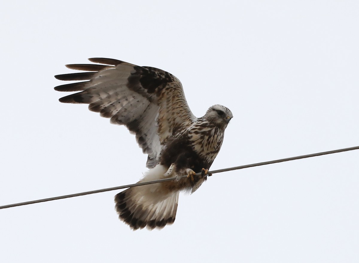 Rough-legged Hawk - ML140965041