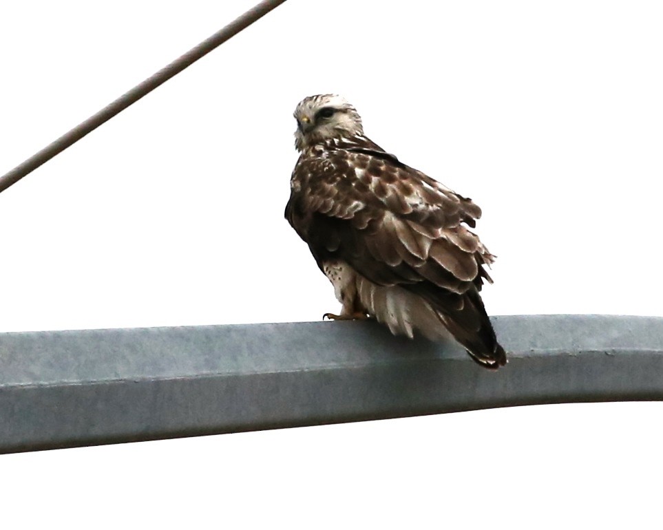 Rough-legged Hawk - ML140965271