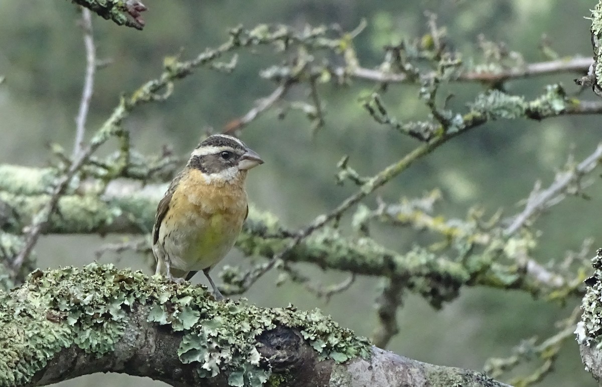 Black-headed Grosbeak - ML140965761