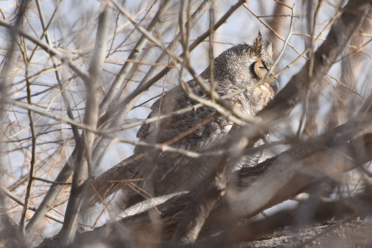 Great Horned Owl - Georgia Doyle