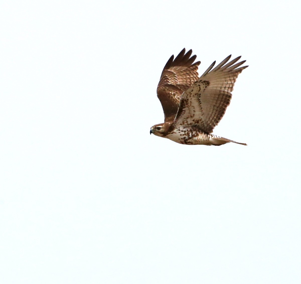 Red-tailed Hawk - Dennis Cooke