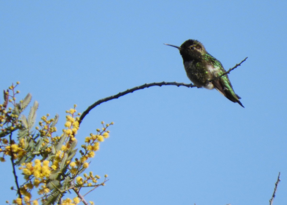 Anna's Hummingbird - Yvonne Burch-Hartley