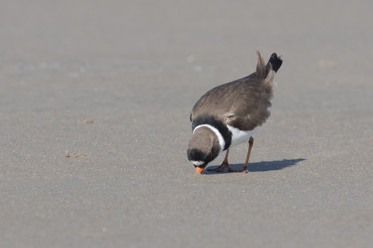 Semipalmated Plover - Audrey Addison