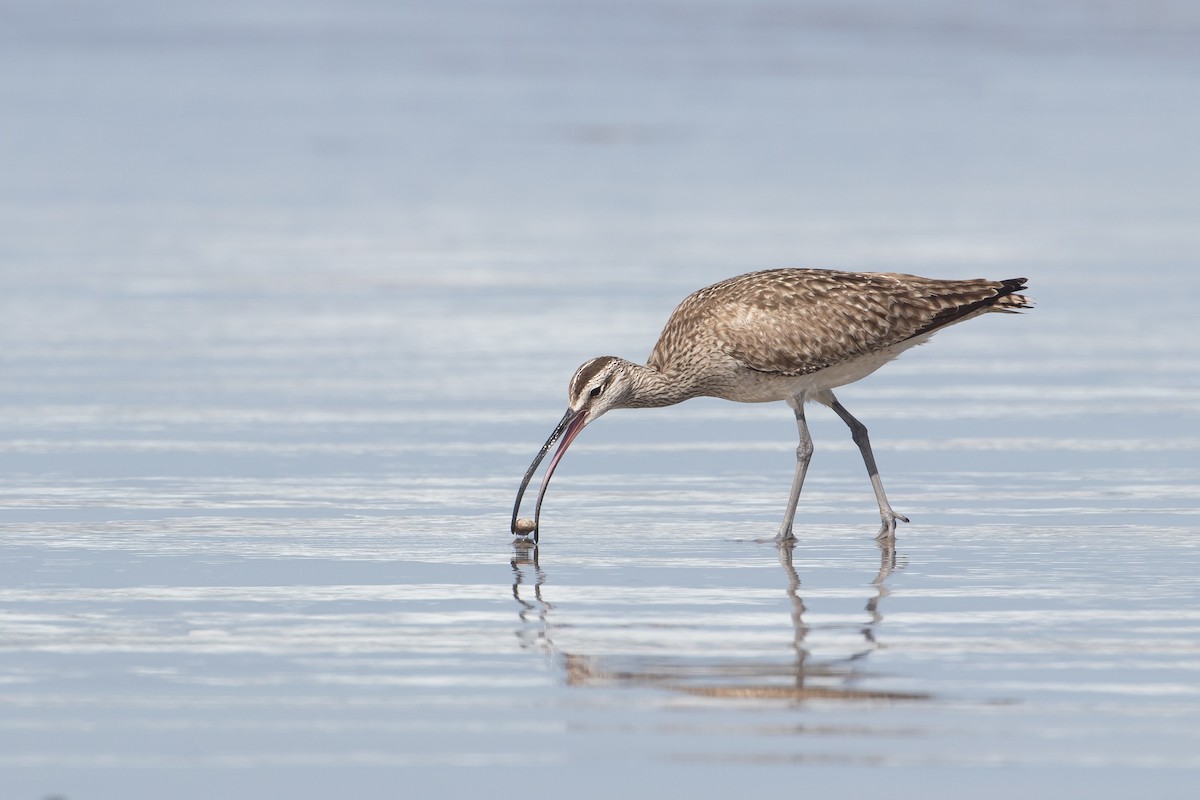 Whimbrel - Audrey Addison