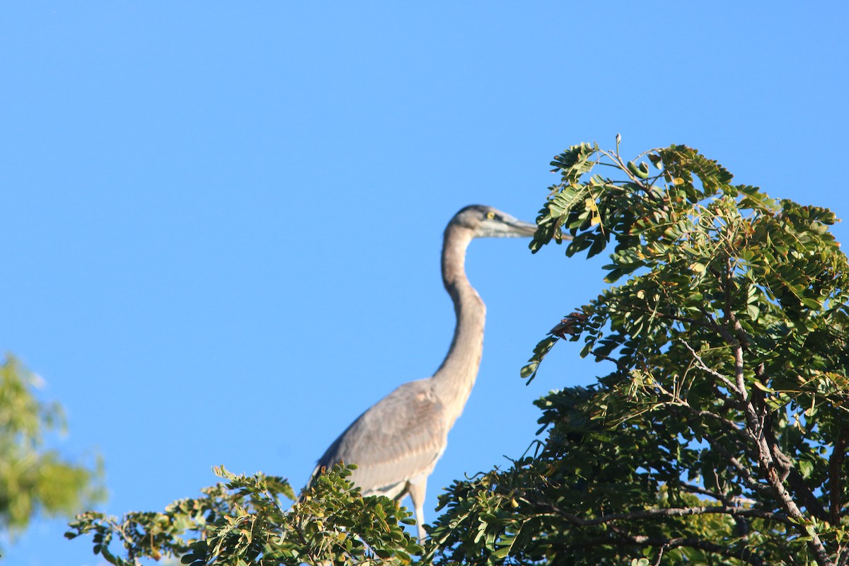 Great Blue Heron - ML140968441