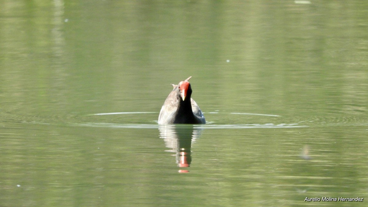 Gallinule d'Amérique - ML140968861