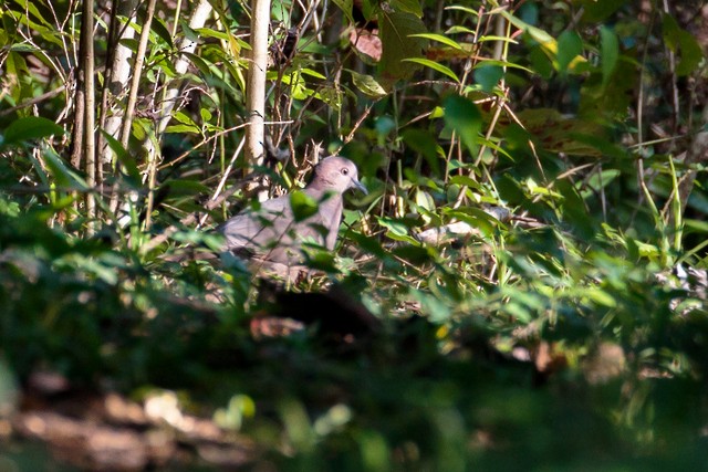 White-tipped Dove - ML140969281