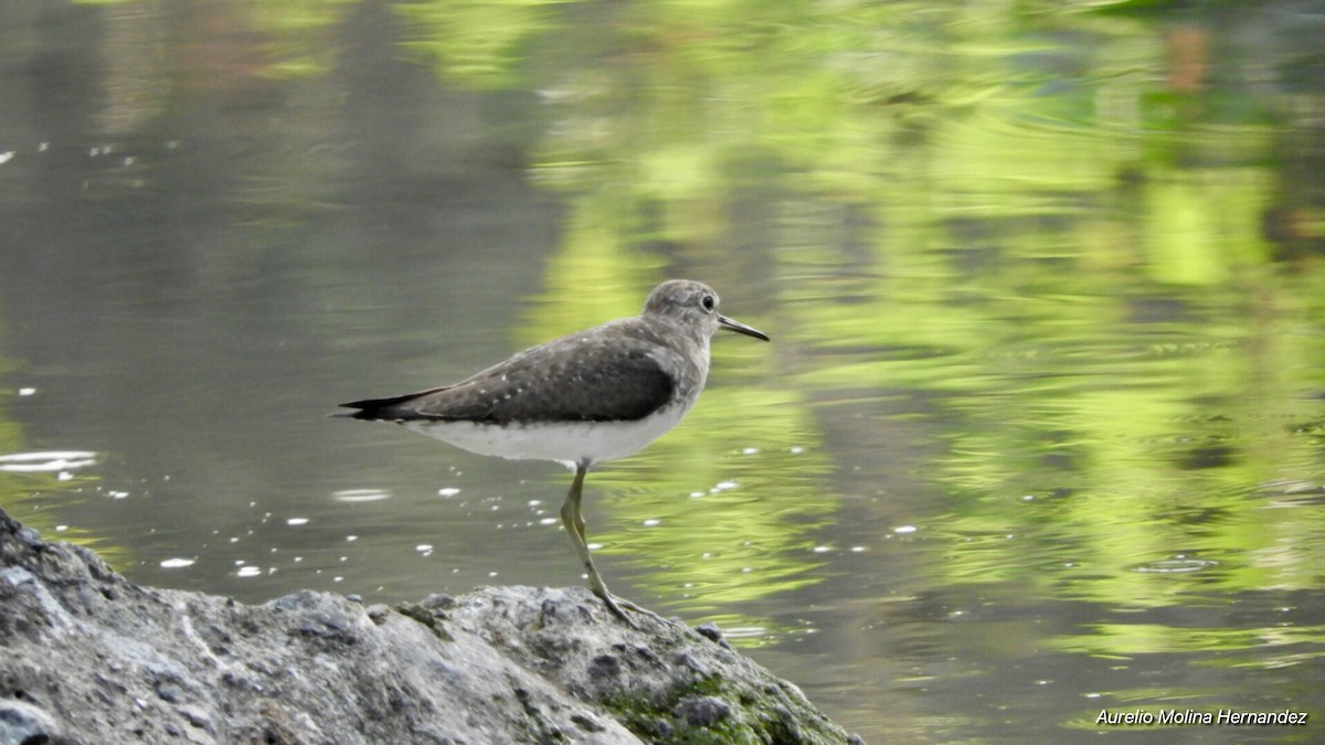 Solitary Sandpiper - ML140969351