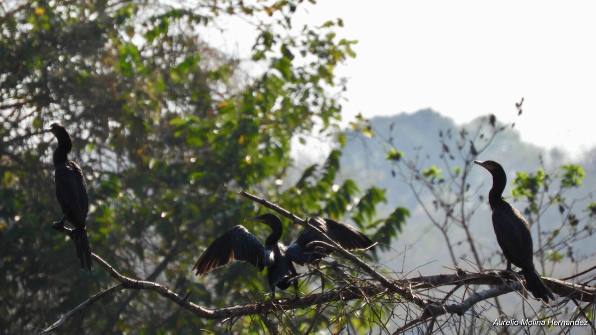 Neotropic Cormorant - Aurelio Molina Hernández