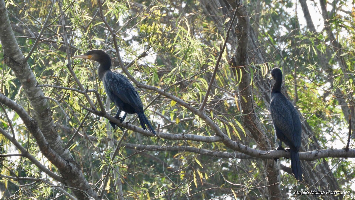 Neotropic Cormorant - Aurelio Molina Hernández