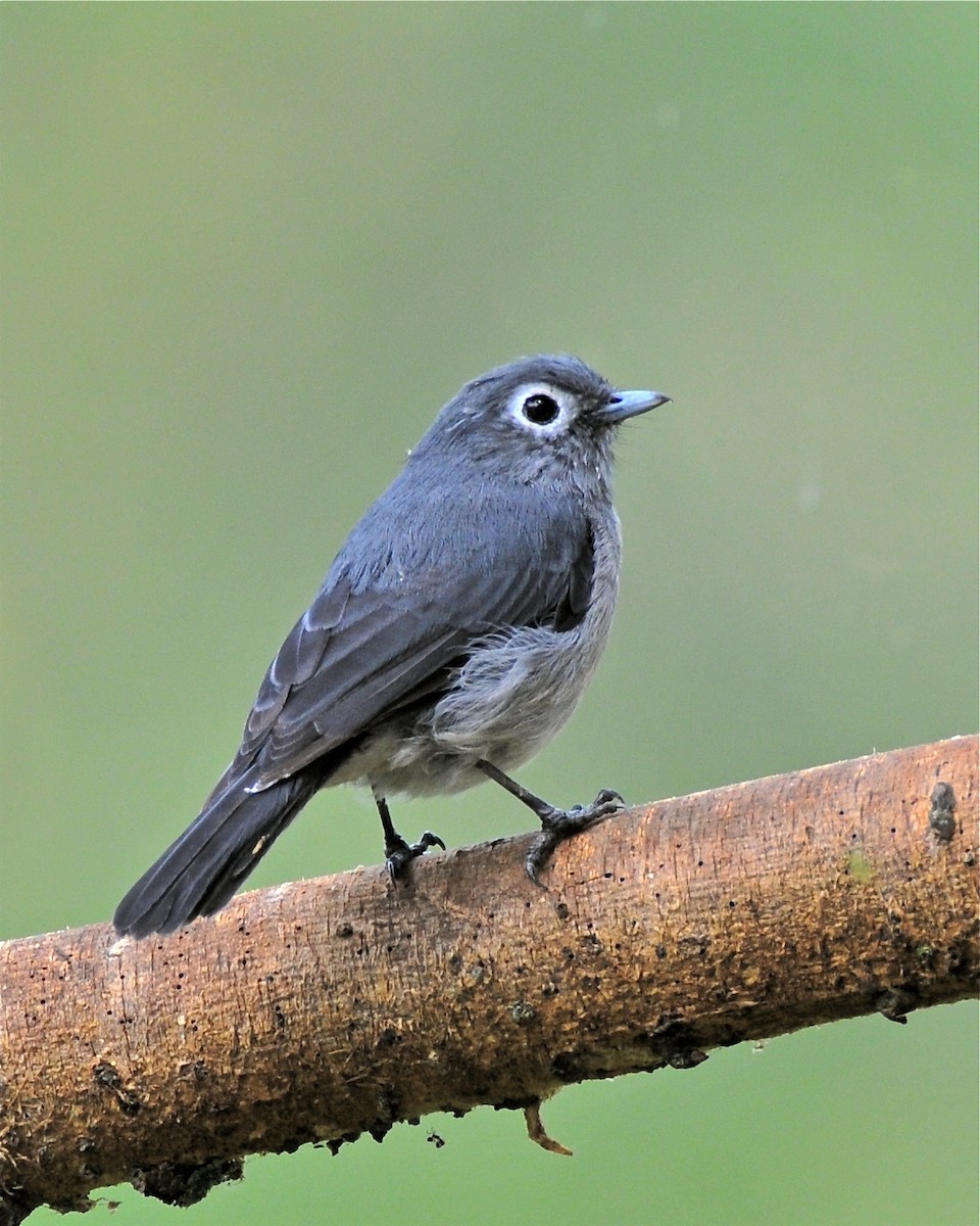 Gözlüklü Drongo Sinekkapanı - ML140969551