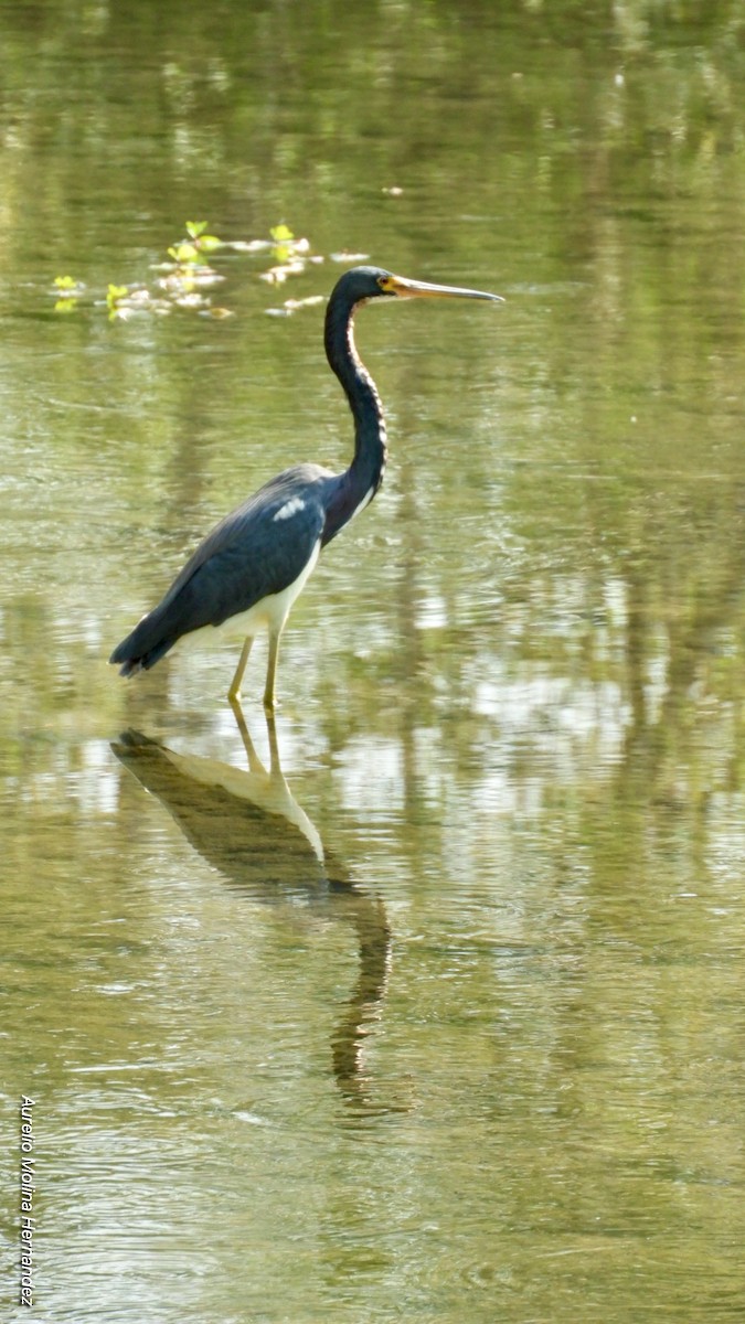 Garceta Tricolor - ML140970121