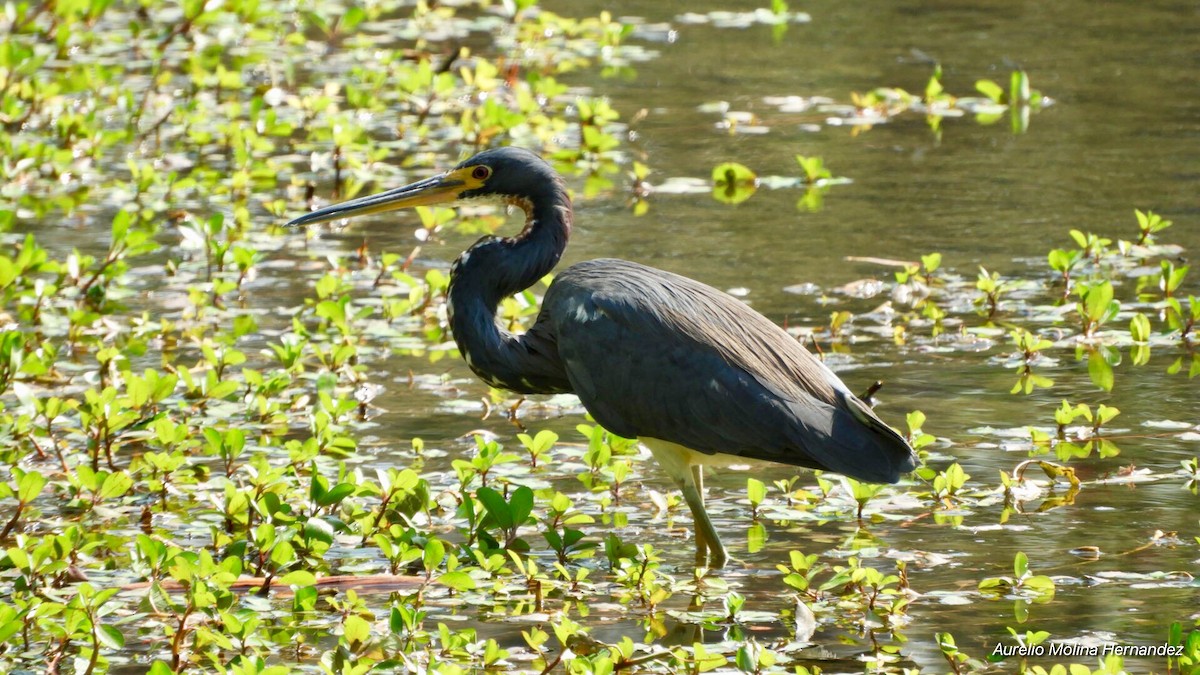 Tricolored Heron - Aurelio Molina Hernández