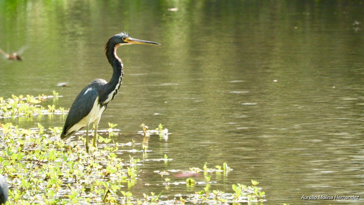 Tricolored Heron - ML140970161