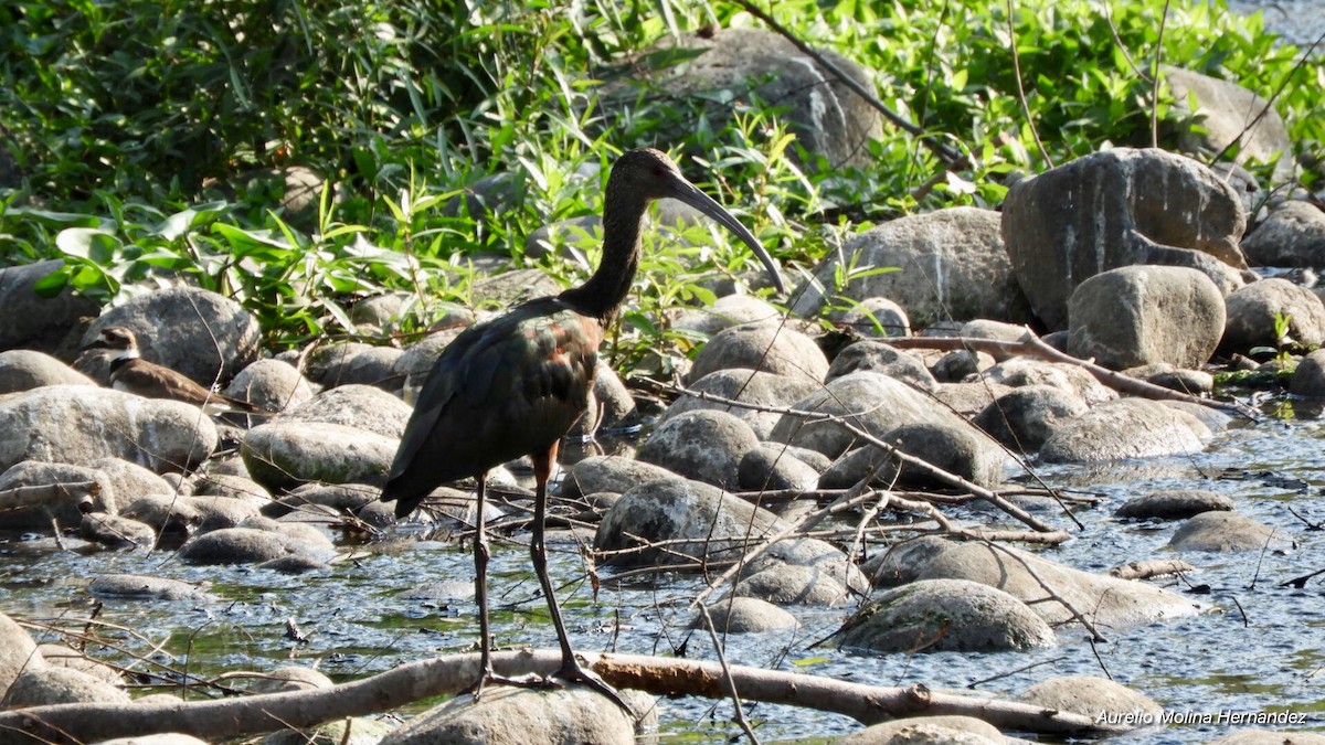 White-faced Ibis - Aurelio Molina Hernández