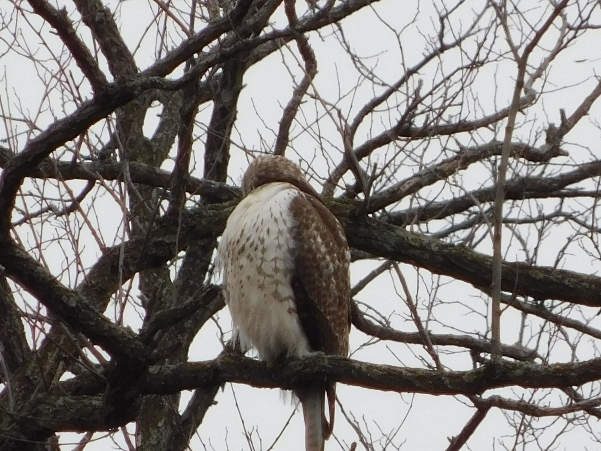 Rotschwanzbussard - ML140970361