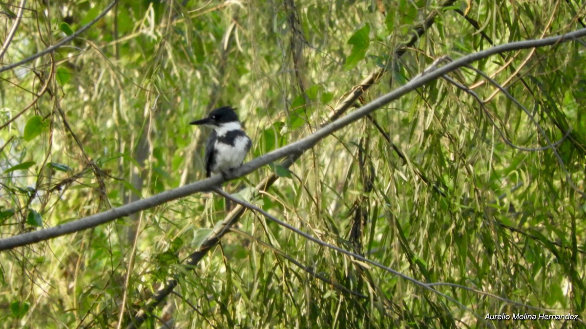 rybařík pruhoprsý - ML140970401