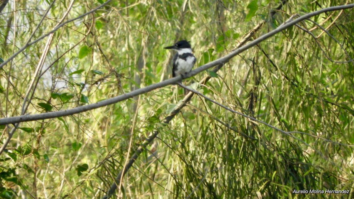 rybařík pruhoprsý - ML140970421