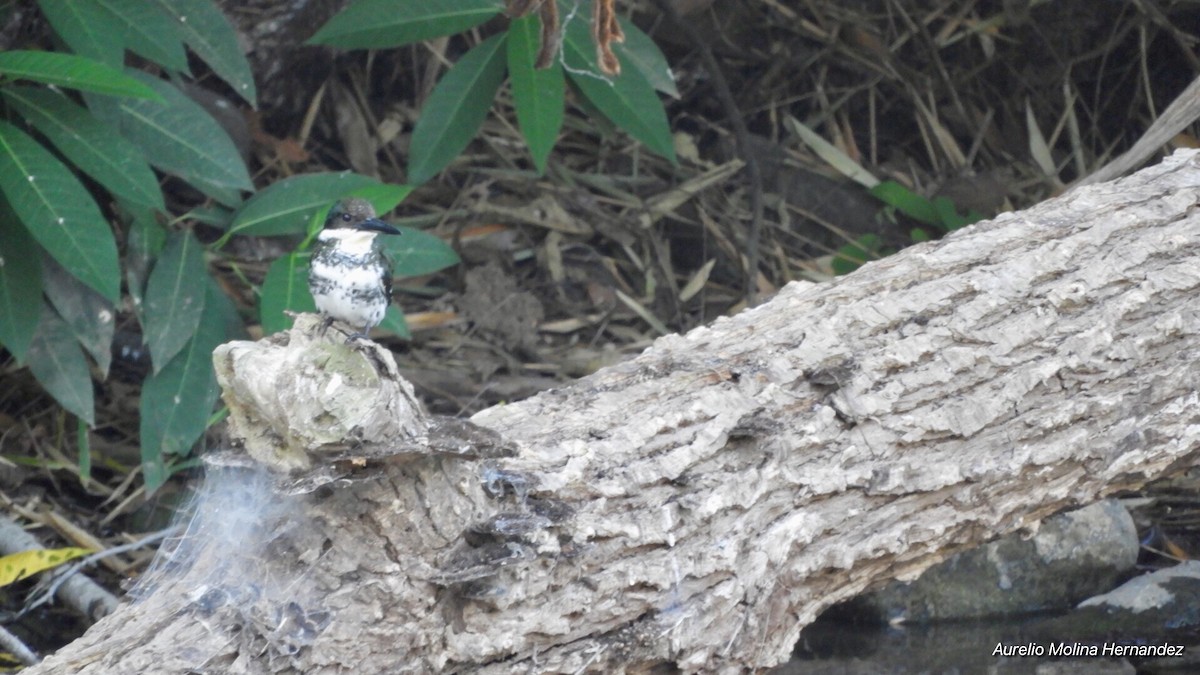 Green Kingfisher - ML140970561