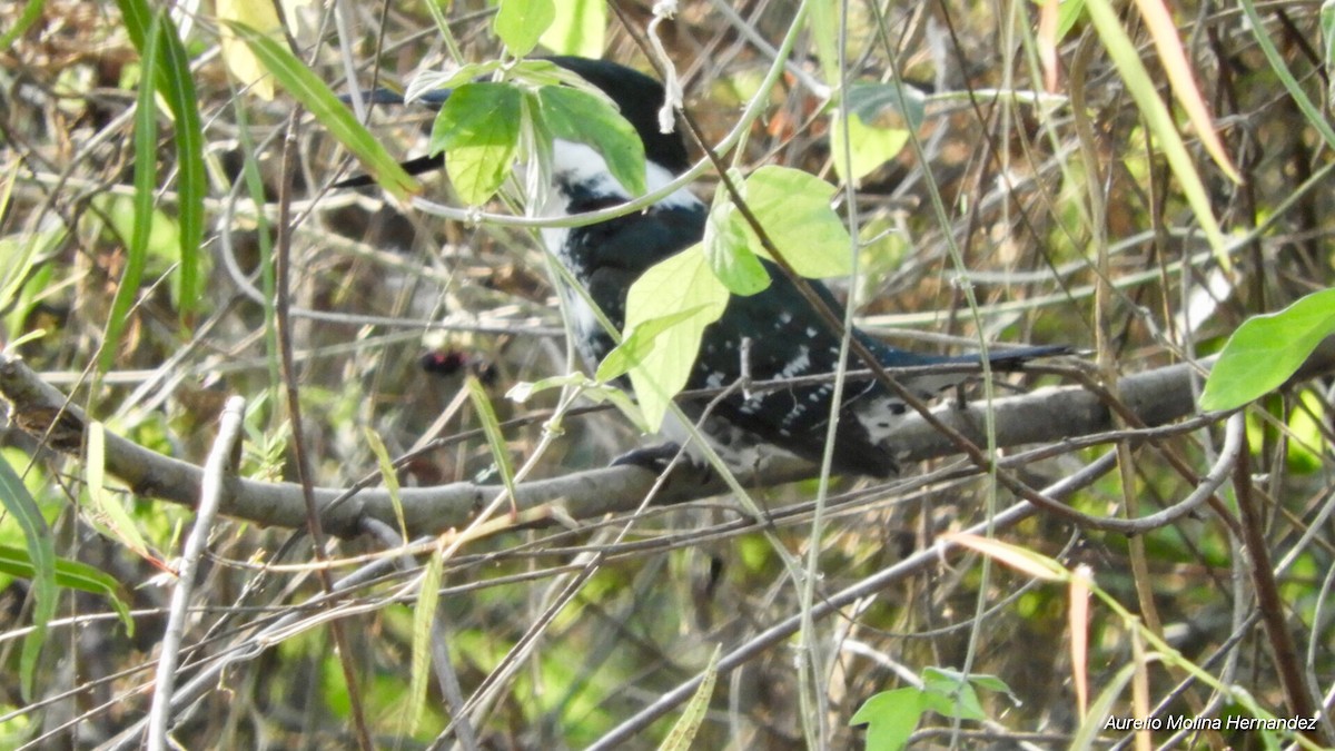 Green Kingfisher - Aurelio Molina Hernández