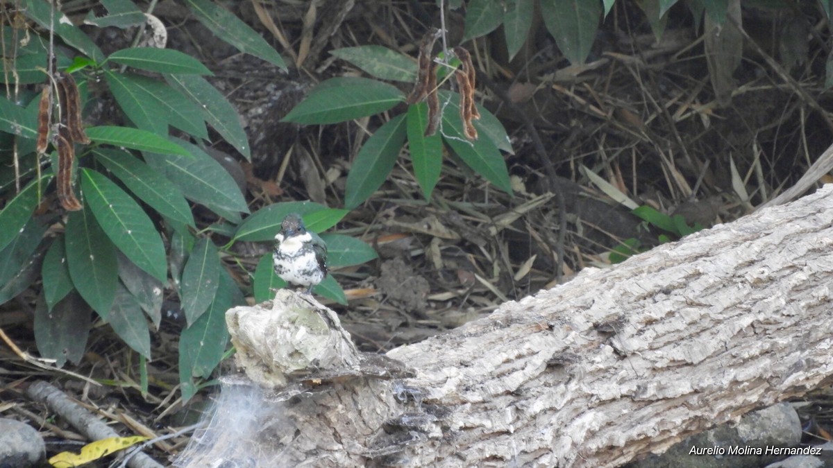 Green Kingfisher - ML140970581