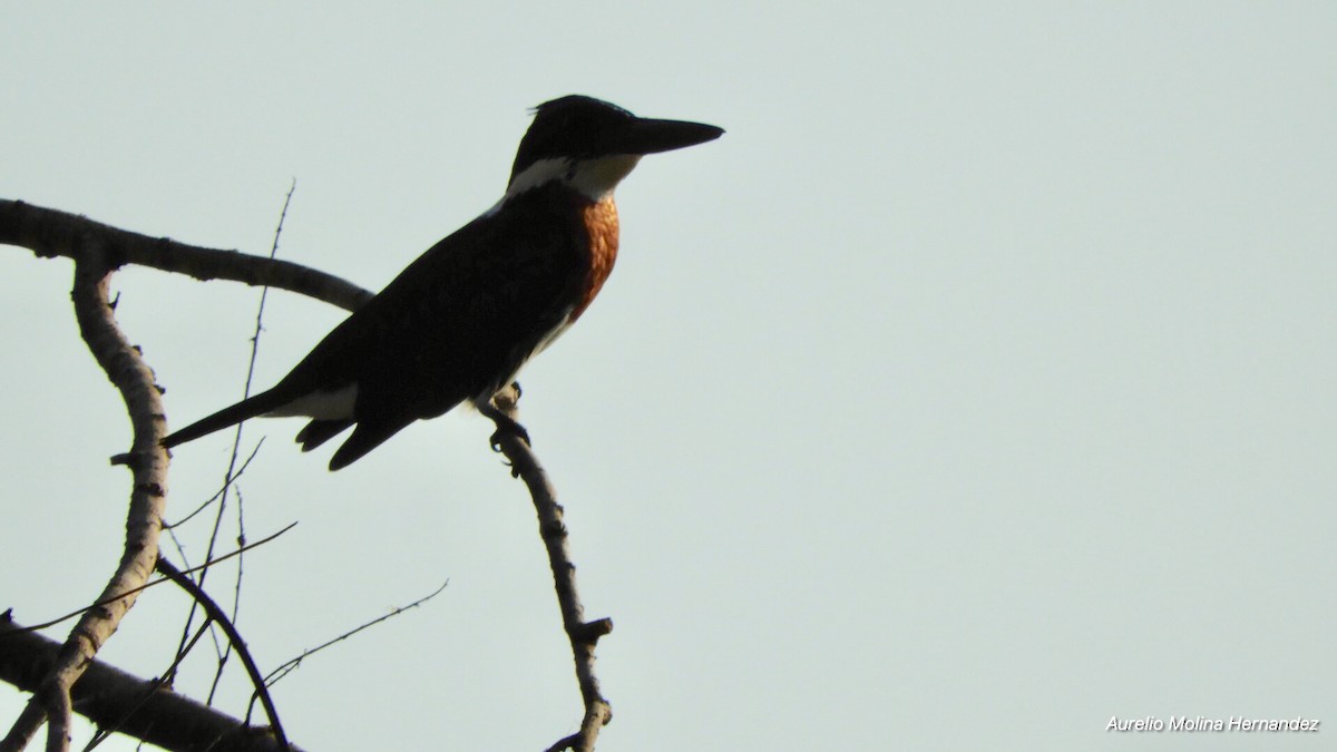 Martin-pêcheur d'Amazonie - ML140970651