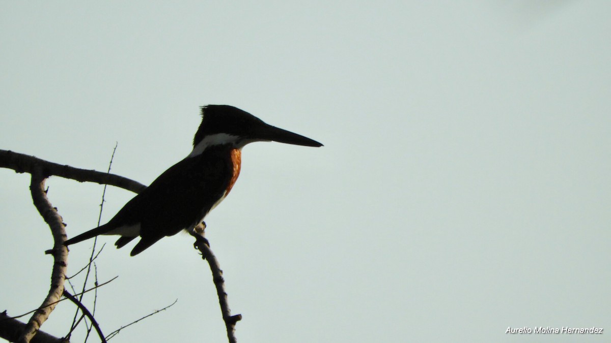 Martin-pêcheur d'Amazonie - ML140970661