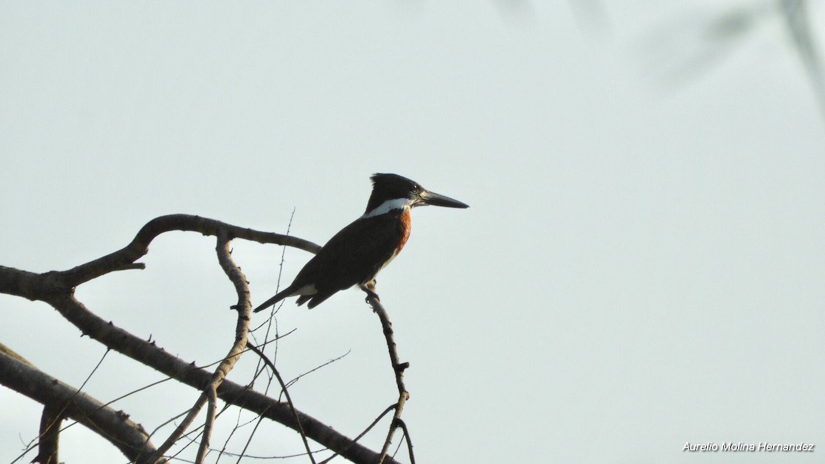 Amazon Kingfisher - ML140970671