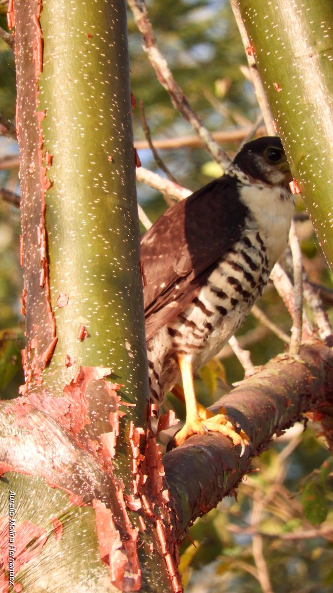 Collared Forest-Falcon - ML140970761