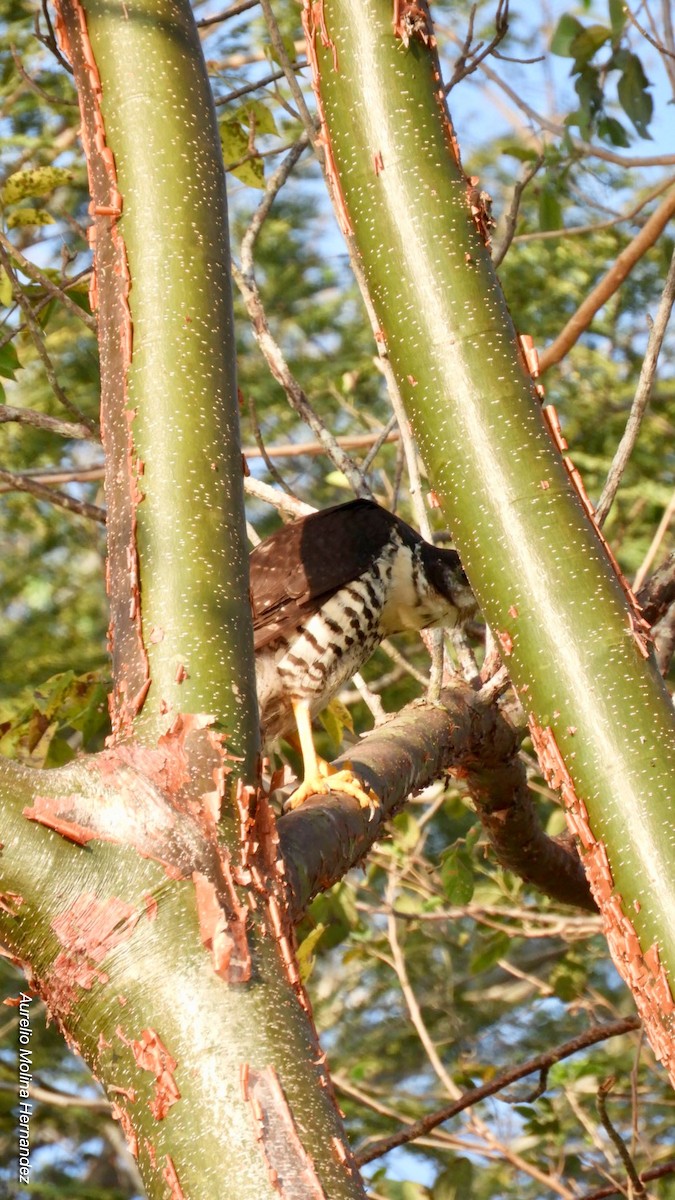 Collared Forest-Falcon - ML140970771