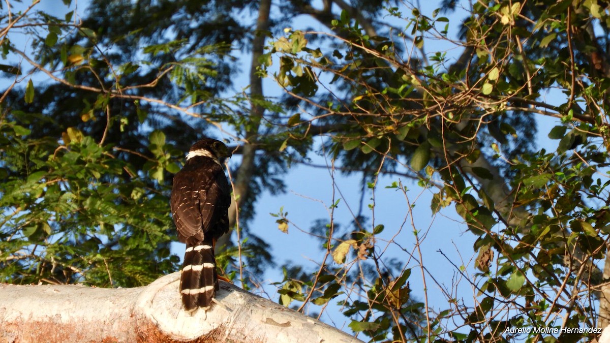 Collared Forest-Falcon - ML140970791