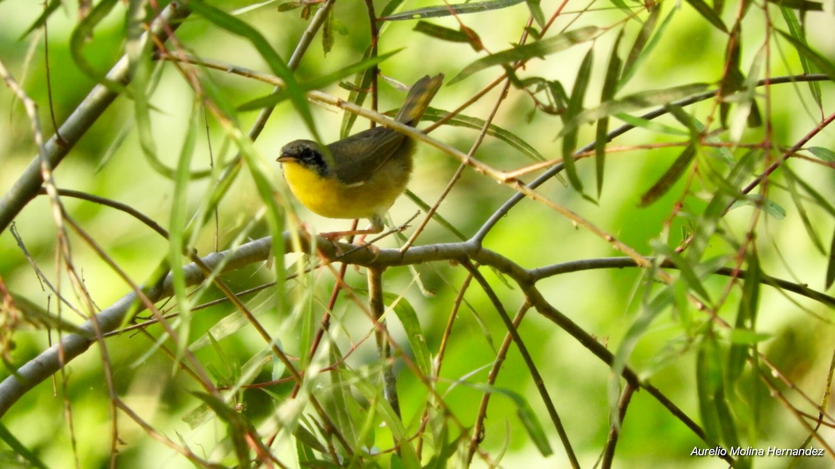 Common Yellowthroat - ML140971001