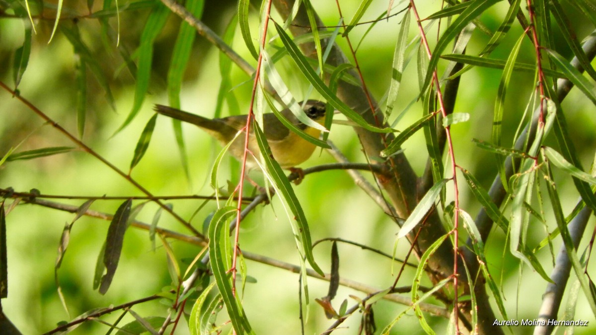 Common Yellowthroat - ML140971011