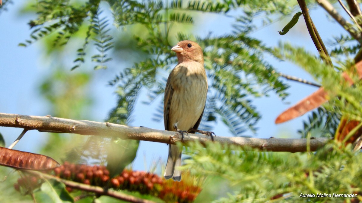 Passerin indigo - ML140971161