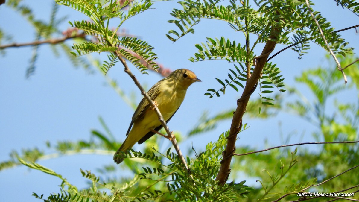 Yellow Warbler - ML140971241