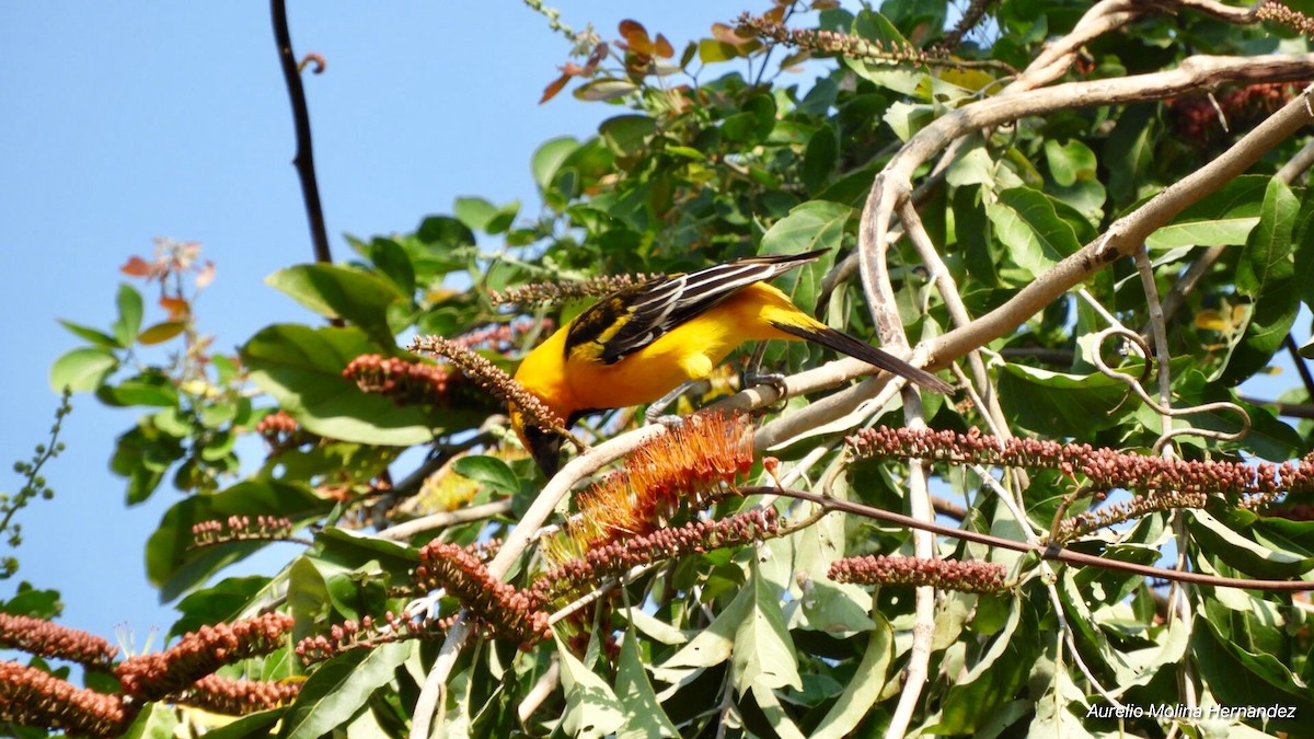 Oriole à gros bec - ML140971531