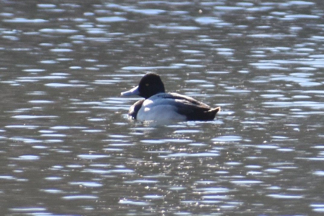 Lesser Scaup - ML140971571