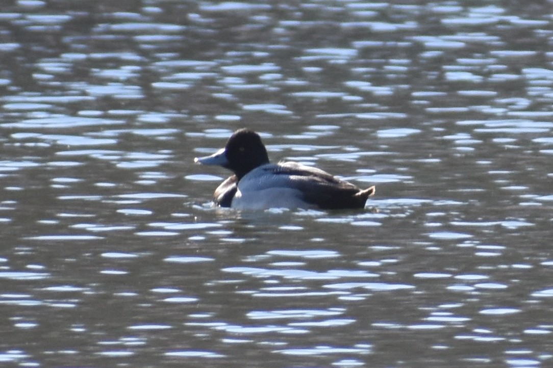 Lesser Scaup - ML140971581