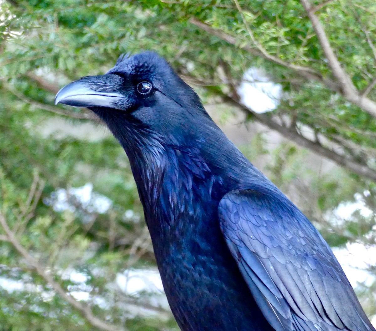 Common Raven - Barbara Shepherd